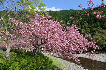 八重桜